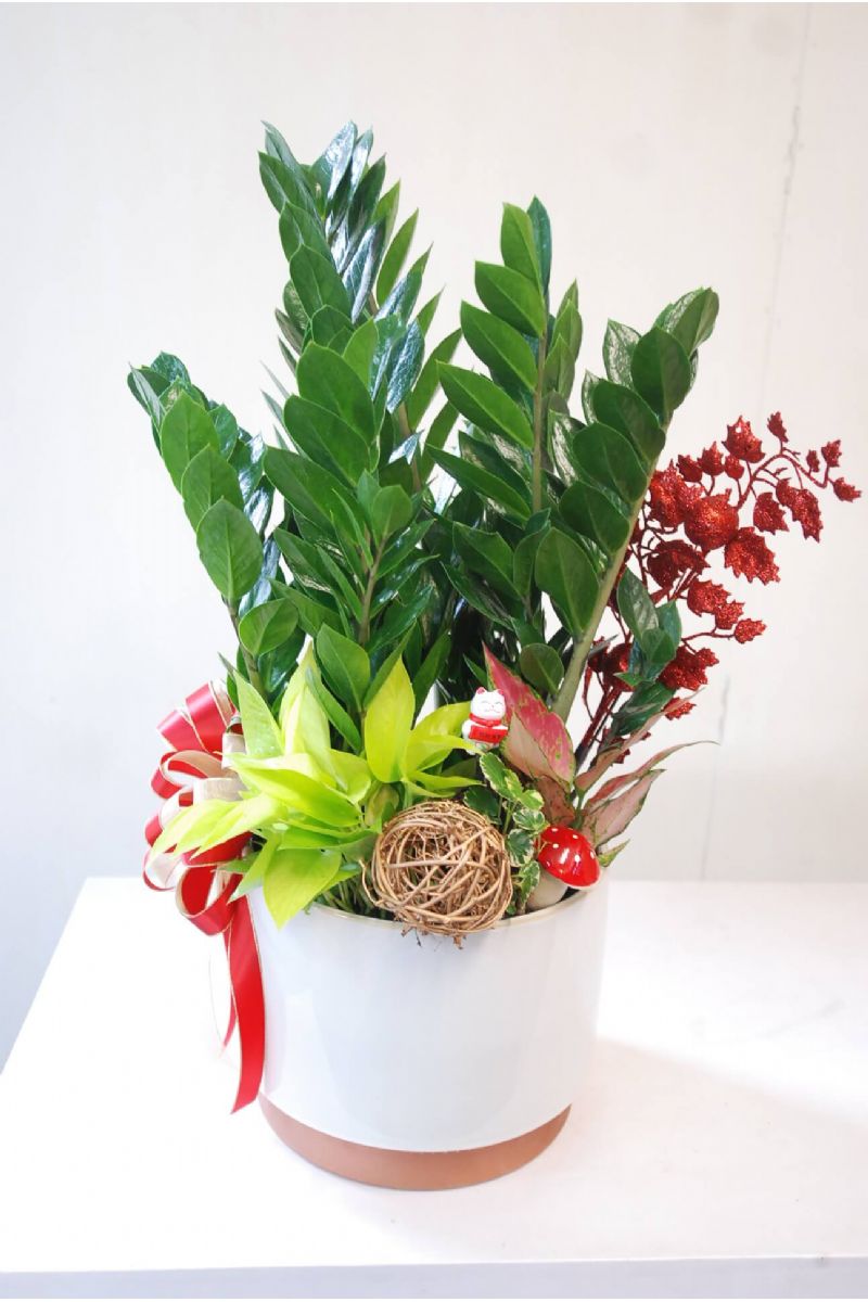 金錢樹桌上型組合盆景ZZ Plant Gift